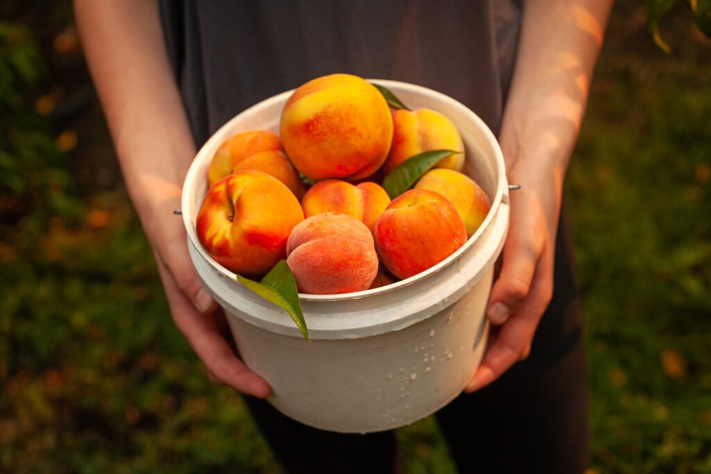 fresh fruit okanagan